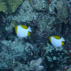 Hemitaurichthys polylepis