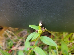 Sida rhombifolia