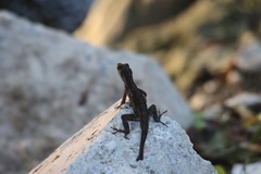 Anolis