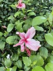 Hibiscus