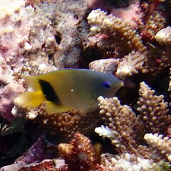 Plectroglyphidodon johnstonianus