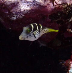 Canthigaster valentini