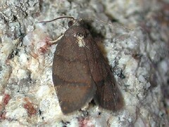 Argyrotaenia juglandana