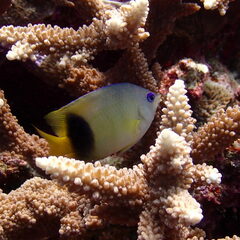 Plectroglyphidodon dickii