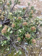 Ozothamnus rodwayi