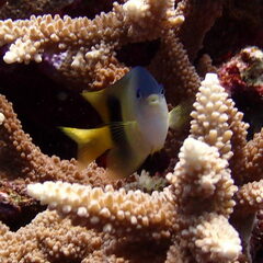 Plectroglyphidodon dickii