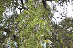 Aspidosperma quebracho-blanco
