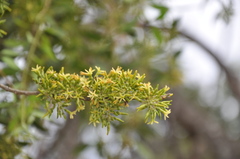 Aspidosperma quebracho-blanco