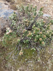 Ozothamnus rodwayi