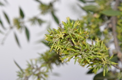 Aspidosperma quebracho-blanco