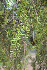 Aspidosperma quebracho-blanco