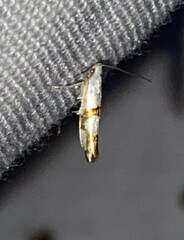 Argyresthia oreasella