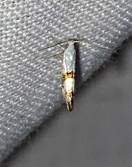Argyresthia oreasella