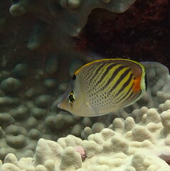 Chaetodon pelewensis