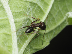 Odontomachus simillimus