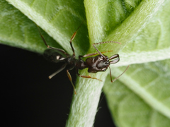 Odontomachus simillimus