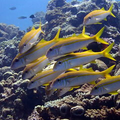 Mulloidichthys vanicolensis