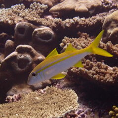 Mulloidichthys vanicolensis