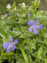 Vinca