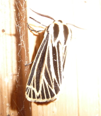 Apantesis virguncula