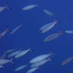 Pterocaesio digramma