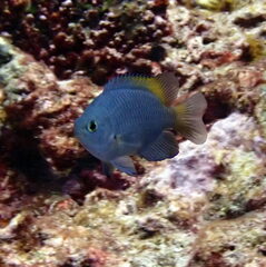 Pomacentrus lepidogenys