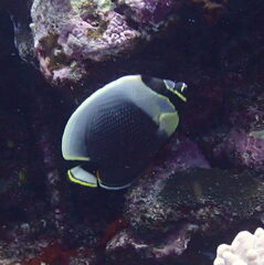 Chaetodon reticulatus