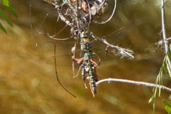 Rhionaeschna marchali