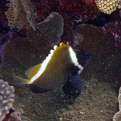 Heniochus varius
