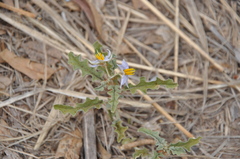 Solanum juvenale