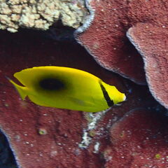 Chaetodon speculum