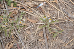Solanum juvenale