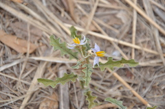 Solanum juvenale