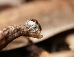 Maratus albus