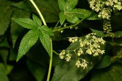 Humulus scandens