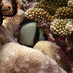 Dascyllus reticulatus