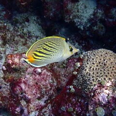Chaetodon pelewensis