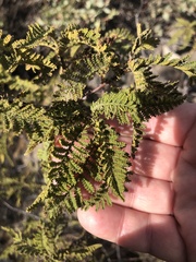 Chamaebatia australis