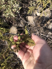 Chamaebatia australis