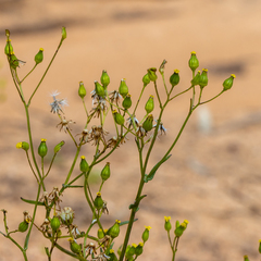 Senecio glossanthus