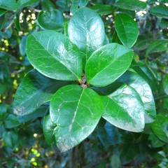 Archidasyphyllum diacanthoides