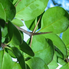 Archidasyphyllum diacanthoides