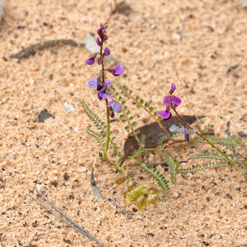 Swainsona microphylla, photograph 6