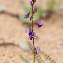 Swainsona microphylla