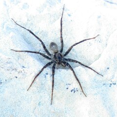 Pardosa