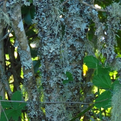 Archidasyphyllum diacanthoides