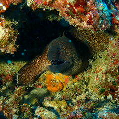 Gymnothorax flavimarginatus