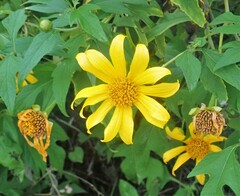 Tithonia diversifolia