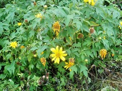 Tithonia diversifolia