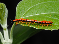 Helicorthomorpha holstii